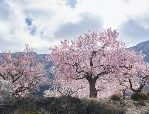 Help Ukrainian Jews Settle in the Land of Israel